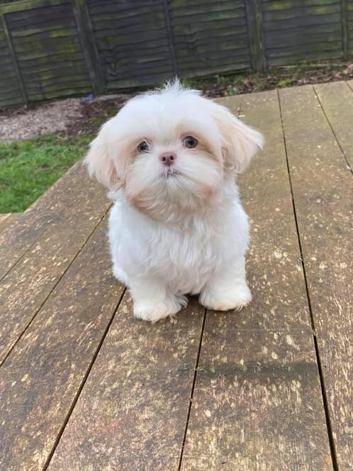 Gezocht shih tzu dekreutje, Dieren en Toebehoren, Honden | Chihuahua's en Gezelschapshonden, Teef, Overige rassen, Particulier