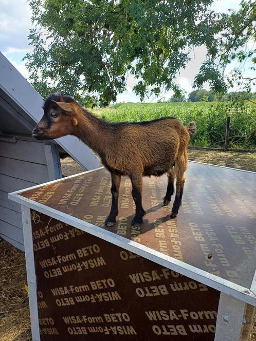 Dwerggeit bok / dwergbok / dekbok, Dieren en Toebehoren, Schapen, Geiten en Varkens, Geit, Mannelijk, 0 tot 2 jaar