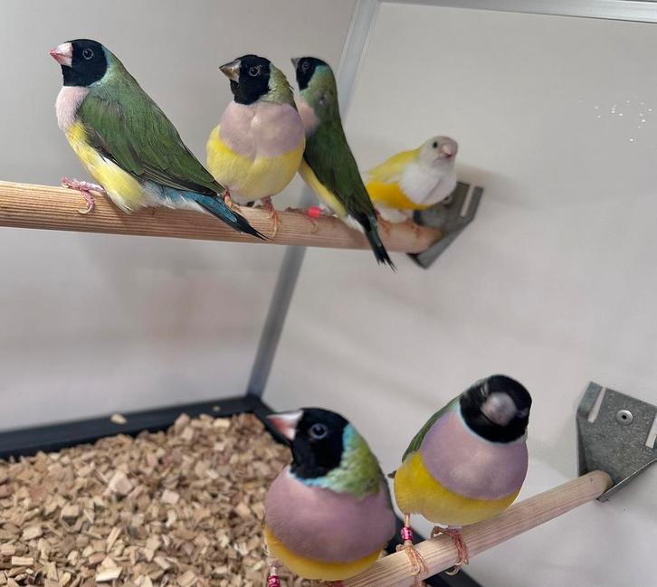 Gouldamadines, Dieren en Toebehoren, Vogels | Overige Vogels, Meerdere dieren