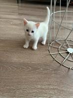 1 Kittens, Poes, Kortharig, 0 tot 2 jaar