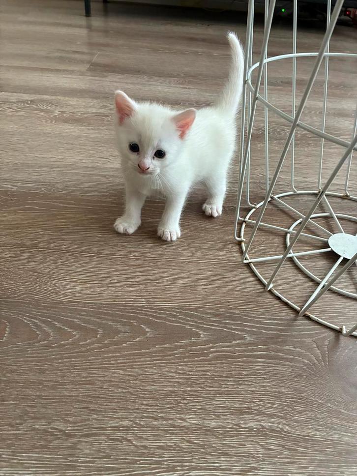 1 Kittens, Dieren en Toebehoren, Katten en Kittens | Overige Katten, Kortharig, Poes, 0 tot 2 jaar