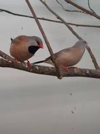 Spitstaart amadines, Meerdere dieren, Tropenvogel, Geringd