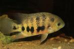 Midden Amerikaanse Cichliden: Cincelichthys bocourti Lago Iz, Vis, Zoetwatervis