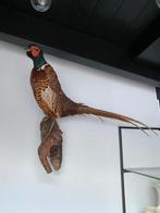 Opgezette fazant voor aan een muur taxidermie, Verzamelen, Dierenverzamelingen, Ophalen of Verzenden, Vogel, Opgezet dier