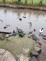 Muskuseenden., Dieren en Toebehoren, Pluimvee, Meerdere dieren, Kip