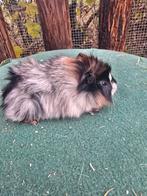 Cavia beertje, Dieren en Toebehoren, Knaagdieren, November, Mannelijk, Cavia
