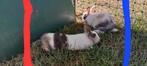 jonge konijnen 3 maanden oud, Dieren en Toebehoren, Konijnen, Meerdere dieren, Middelgroot, 0 tot 2 jaar