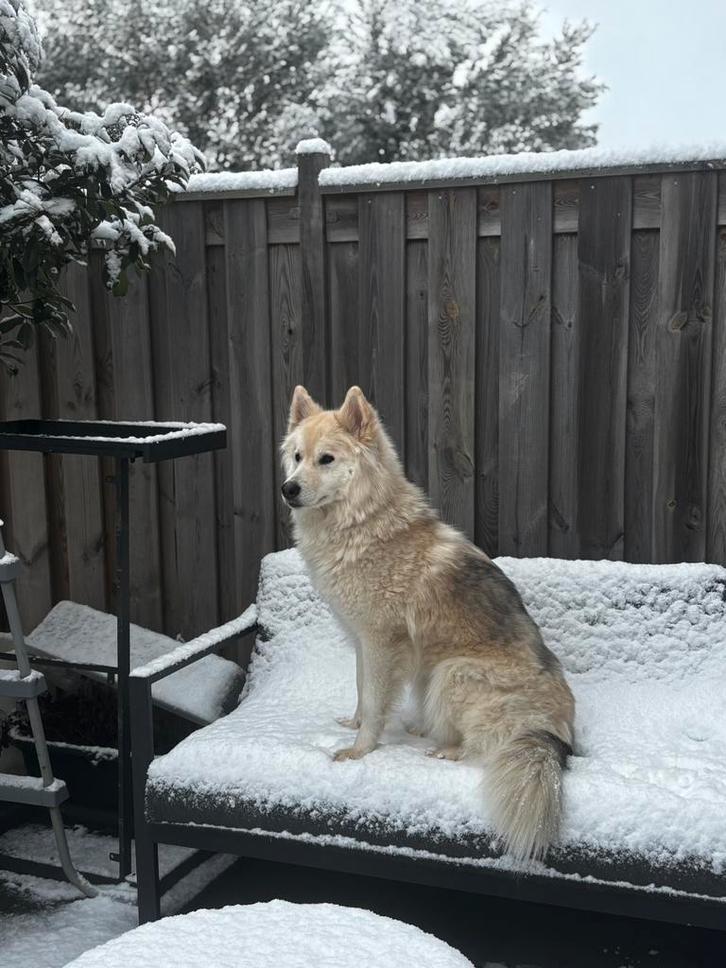 Stormi zoekt een blijvend thuis, Dieren en Toebehoren, Honden | Poolhonden, Keeshonden en Oertypen, Teef, Poolhond, Particulier