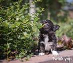 Prachtige Chihuahua pupjes, Dieren en Toebehoren, Honden | Chihuahua's en Gezelschapshonden, CDV (hondenziekte), 8 tot 15 weken