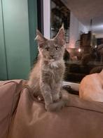 Maine coon kittens klaar om te verhuizen!!, Dieren en Toebehoren, Poes, Gechipt