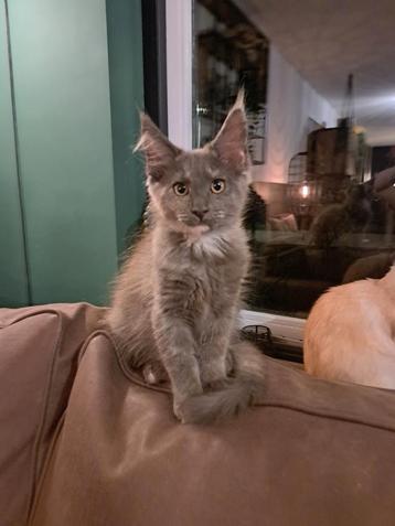 Laatste maine coon poesje!!! beschikbaar voor biedingen