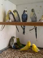 30 grasparkieten, Meerdere dieren, Parkiet, Geringd