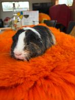 Gladharige schimmelkleurige cavia beertje te koop, Dieren en Toebehoren, Knaagdieren, Cavia, Mannelijk, Tam, September