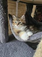 100% Main Coon kittens zoeken een lief warm huisje!