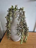 Mooie kruik met kunstplant., Ophalen of Verzenden, Zo goed als nieuw