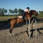 Lief leasepaard aangeboden!, Dieren en Toebehoren, Paarden en Pony's | Overige Paardenspullen, Ophalen, Nieuw