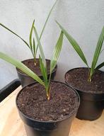 Te koop jubaea chilensis Palm ook wel Chileense  Wijnpalm, Ophalen