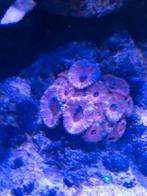 Te koop: Mooie Acanthastrea / Micromussa kolonie, Ophalen
