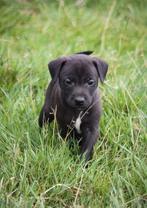 Patterdale terrier pups! Donker grijs/zwart, Rabiës (hondsdolheid), Overige rassen, 8 tot 15 weken, Meerdere