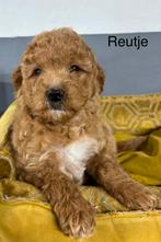 Labradoodle mini pups, Dieren en Toebehoren, Nederland, Overige rassen, 8 tot 15 weken, Meerdere