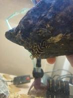 L134 peckoltia compta, Vis