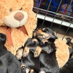 Teckel puppies  Standaard Langharige Black & Tan pups, Standaard, CDV (hondenziekte), 8 tot 15 weken, Teef