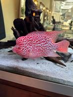 Flower Horn+ aquarium Juwel 240 & Fishes, Dieren en Toebehoren, Vissen | Aquaria en Toebehoren, Ophalen of Verzenden, Gebruikt