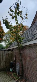 Kersenboom hoogstam fruitboom, Ophalen