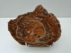 Schijf versteend hout no 8, Ophalen, Mineraal