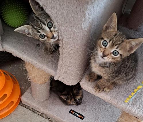 Europese kort en langhaar kittens, Dieren en Toebehoren, Katten en Kittens | Raskatten | Korthaar, Meerdere dieren, 0 tot 2 jaar
