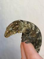 Prachtige Pine Island leachianus man, Hagedis