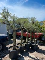 Olijf bomen grof vertakt met soort ponpon  iets anders, Tuin en Terras, Planten | Bomen, Ophalen, Volle zon, Olijfboom, 100 tot 250 cm