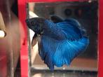 Halfmoon betta man Royal blue, Dieren en Toebehoren, Vissen | Aquariumvissen, Vis