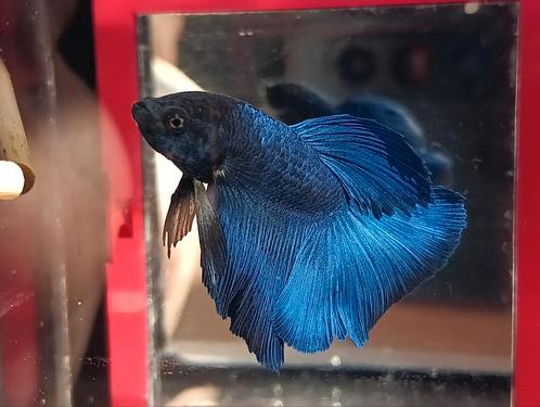 Halfmoon betta man Royal blue, Dieren en Toebehoren, Vissen | Aquariumvissen, Vis