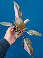 Philodendron Pink Princess Marble p9 (4), Huis en Inrichting, Ophalen of Verzenden, Halfschaduw, Minder dan 100 cm