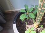 madagascar jewel stekjes, Ophalen, Overige soorten, Minder dan 100 cm