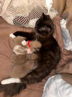 4 Prachtige Bruine Ragdoll Kittens 100% Rasecht