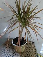 Drakenplant 🌿 Ruil mij!!🌿, Ophalen, Overige soorten, Minder dan 100 cm