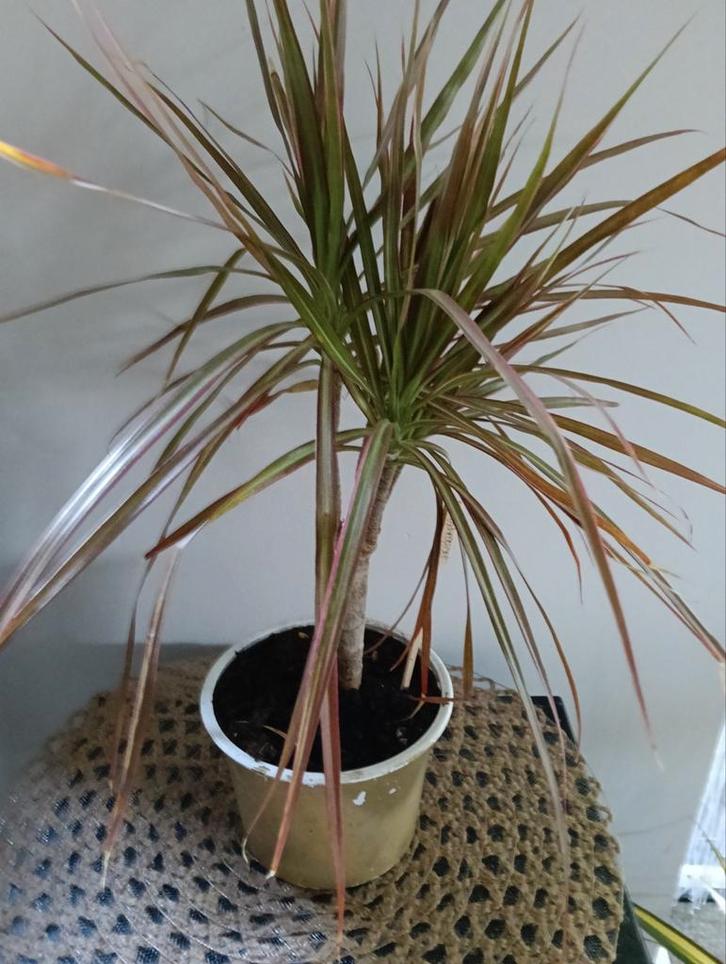 Drakenplant 🌿 Ruil mij!!🌿, Huis en Inrichting, Kamerplanten, Overige soorten, Minder dan 100 cm, Ophalen