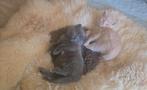 Maine coon x Britse lang haar x Europese k kittens, Meerdere dieren