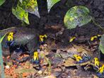 Dendrobates tinctorius citronella, Dieren en Toebehoren, Reptielen en Amfibieën, Amfibie, 0 tot 2 jaar