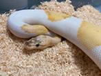 0.1 Ivory Pied ball python regius te koop, Dieren en Toebehoren, Reptielen en Amfibieën, Slang, Tam, 0 tot 2 jaar