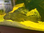 L048 pleco, Dieren en Toebehoren, Vis