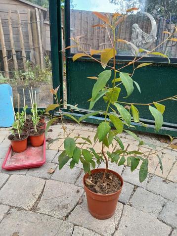 Eucalyptus deglupta - Regenboogeucalyptus beschikbaar voor biedingen