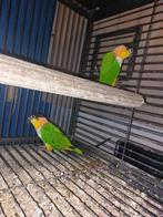 Zwartkop koppel, Meerdere dieren, Parkiet