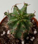 Euphorbia Echinus, Ophalen of Verzenden, Vetplant