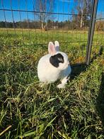 Flop zoekt een huisje! (Voedster Gevaccineerd), Dieren en Toebehoren, Konijnen, Vrouwelijk, Klein, 3 tot 5 jaar