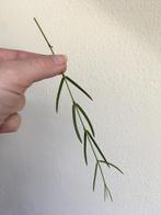 Hoya linearis, stek, Huis en Inrichting, Kamerplanten, Ophalen of Verzenden, Halfschaduw, Minder dan 100 cm