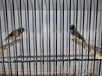 Vogels Gezocht stuur maar wat u heb gr, Meerdere dieren, Tropenvogel