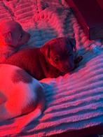 Jackrussel pup blue and tan reu, Dieren en Toebehoren, Honden | Jack Russells en Terriërs, Jack Russell Terriër, 8 tot 15 weken